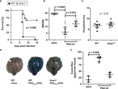 Eosinophils Suppress the Migration of T Cells Into the Brain of Plasmodium berghei-Infected Ifnar1-/- Mice and Protect Them From Experimental Cerebral Malaria